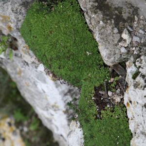 Photographie n°725733 du taxon Saxifraga cebennensis Rouy & E.G.Camus [1901]