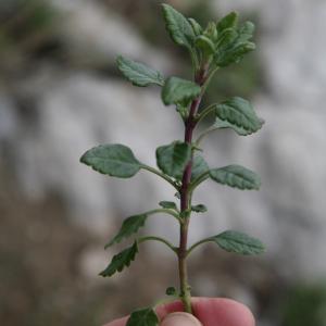  - Teucrium flavum subsp. flavum