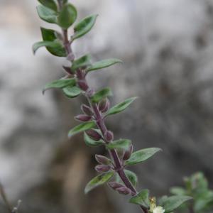  - Teucrium flavum subsp. flavum