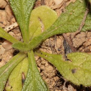 Photographie n°725779 du taxon Sixalix atropurpurea subsp. maritima (L.) Greuter & Burdet [1985]