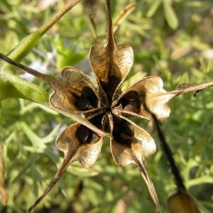 Photographie n°725959 du taxon Nigella hispanica var. parviflora Coss.