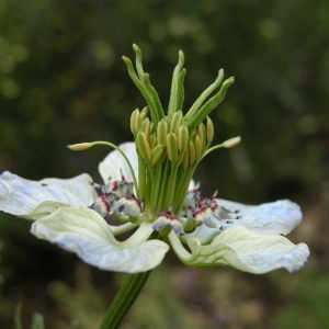 Photographie n°725962 du taxon Nigella hispanica var. parviflora Coss.