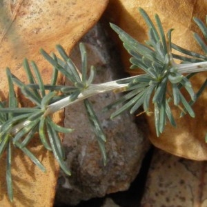 Photographie n°726166 du taxon Asparagus albus L. [1753]