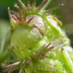 Photographie n°726226 du taxon Calendula arvensis L. [1763]