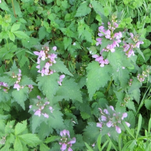 Photographie n°726566 du taxon Lamium maculatum (L.) L. [1763]