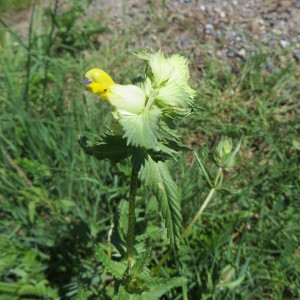 Photographie n°726580 du taxon Rhinanthus alectorolophus (Scop.) Pollich [1777]