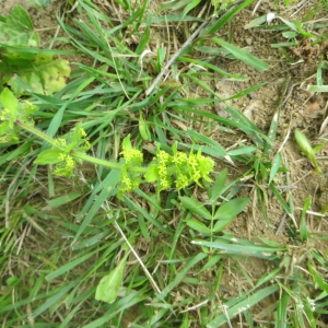 Photographie n°726584 du taxon Cruciata laevipes Opiz [1852]