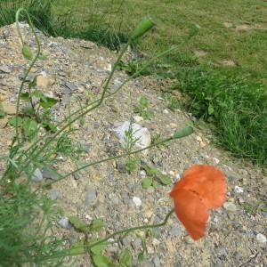 Photographie n°726598 du taxon Papaver rhoeas L. [1753]