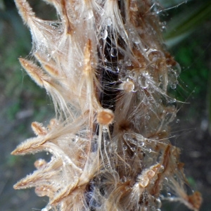 Photographie n°726640 du taxon Nerium oleander L. [1753]