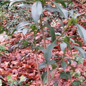 Photographie n°726751 du taxon Daphne laureola L. [1753]