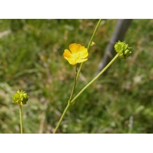 Ranunculus acris var. sylvaticus DC. (Renoncule de Fries)