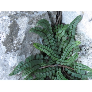 Asplenium trichomanes var. pachyrachis (H.Christ) Rouy (Capillaire à pétioles épais)