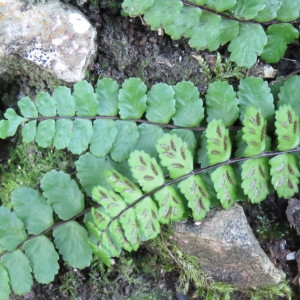 Photographie n°726887 du taxon Asplenium trichomanes subsp. pachyrachis (H.Christ) Lovis & Reichst. [1980]