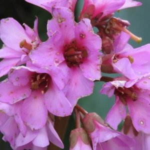 Photographie n°726895 du taxon Bergenia crassifolia (L.) Fritsch [1889]