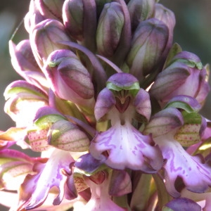 Photographie n°726903 du taxon Himantoglossum robertianum (Loisel.) P.Delforge [1999]