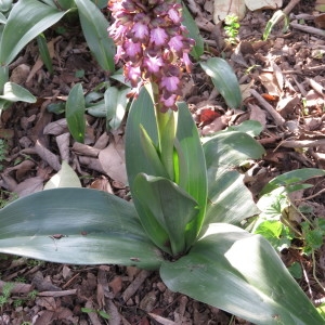 Photographie n°726905 du taxon Himantoglossum robertianum (Loisel.) P.Delforge [1999]