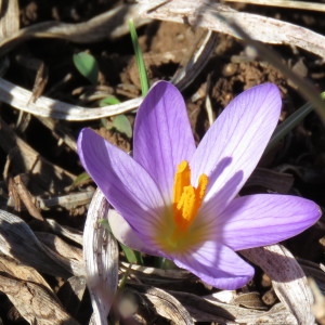 Photographie n°726908 du taxon Crocus versicolor Ker Gawl. [1808]