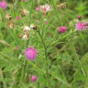 Photographie n°726930 du taxon Cirsium palustre (L.) Scop. [1772]