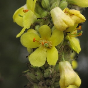 Photographie n°726984 du taxon Verbascum thapsus L. [1753]