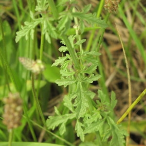 Photographie n°727004 du taxon Verbena officinalis L. [1753]