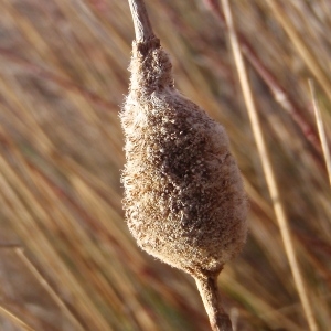 Photographie n°727017 du taxon Typha minima Funck [1794]