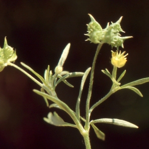 Photographie n°727053 du taxon Ranunculus arvensis L. [1753]