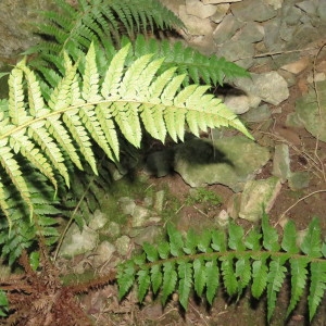 Photographie n°727097 du taxon Polystichum aculeatum (L.) Roth [1799]