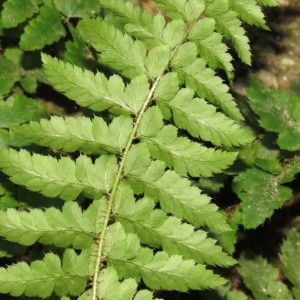 Photographie n°727099 du taxon Polystichum aculeatum (L.) Roth [1799]