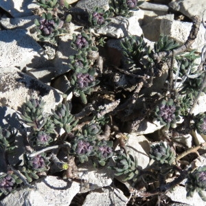 Photographie n°727102 du taxon Iberis saxatilis L. [1756]