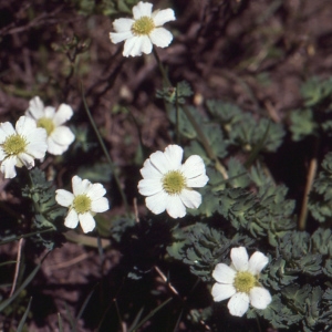 Photographie n°727144 du taxon Callianthemum coriandrifolium subsp. berardi (Vill.) P.Fourn. [1936]