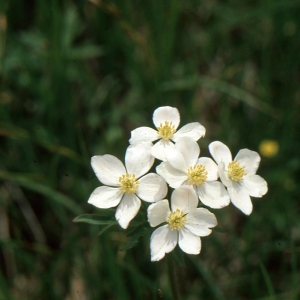 Anemone narcissiflora var. fasciculata DC. (Anémone à feuilles de narcisse)