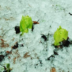 Photographie n°727169 du taxon Petasites albus (L.) Gaertn. [1791]