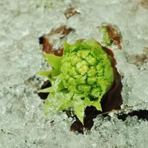 Photographie n°727170 du taxon Petasites albus (L.) Gaertn. [1791]