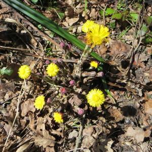 Photographie n°727233 du taxon Tussilago farfara L. [1753]