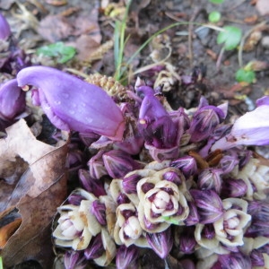 Photographie n°727250 du taxon Lathraea clandestina L. [1753]