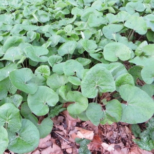 Photographie n°727259 du taxon Petasites pyrenaicus (L.) G.López [1986]