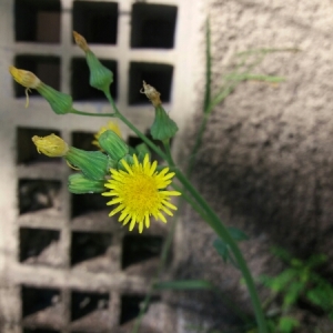 Photographie n°727275 du taxon Sonchus L. [1753]