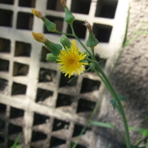 Photographie n°727276 du taxon Sonchus L. [1753]