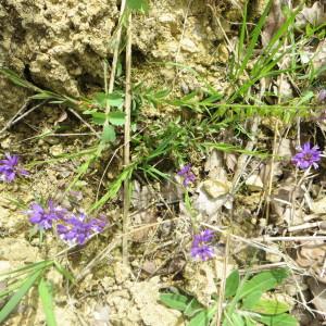 Photographie n°727549 du taxon Polygala vulgaris L. [1753]