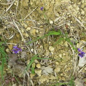 Photographie n°727550 du taxon Polygala vulgaris L. [1753]