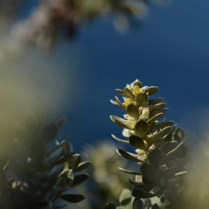  - Thymelaea tartonraira subsp. tartonraira