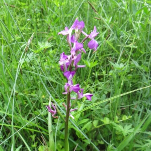 Photographie n°727642 du taxon Anacamptis laxiflora (Lam.) R.M.Bateman, Pridgeon & M.W.Chase [1997]