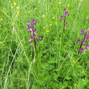 Photographie n°727647 du taxon Anacamptis laxiflora (Lam.) R.M.Bateman, Pridgeon & M.W.Chase [1997]