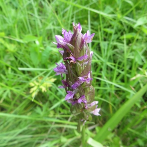 Photographie n°727651 du taxon Dactylorhiza incarnata (L.) Soó [1962]