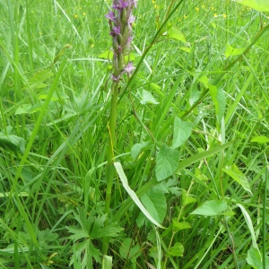 Photographie n°727654 du taxon Dactylorhiza incarnata (L.) Soó [1962]