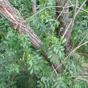 Photographie n°727656 du taxon Fraxinus excelsior L. [1753]