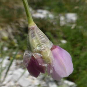 Photographie n°727670 du taxon Allium narcissiflorum Vill. [1779]