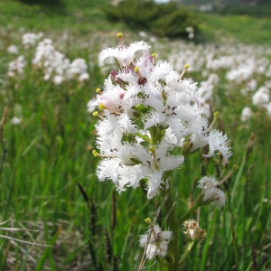 Photographie n°727683 du taxon Menyanthes trifoliata L. [1753]