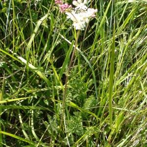 Photographie n°727706 du taxon Filipendula vulgaris Moench [1794]