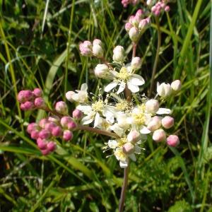 Photographie n°727707 du taxon Filipendula vulgaris Moench [1794]